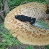 Как порезать грибы для варки