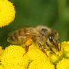 Как пчёлы собирают мёд: описание, интересные факты Как из нектара получается мёд