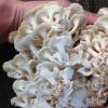 Трутовик зонтичный (Разветвленный): описание и фото Сообщение о грибе трутовик разветвленный
